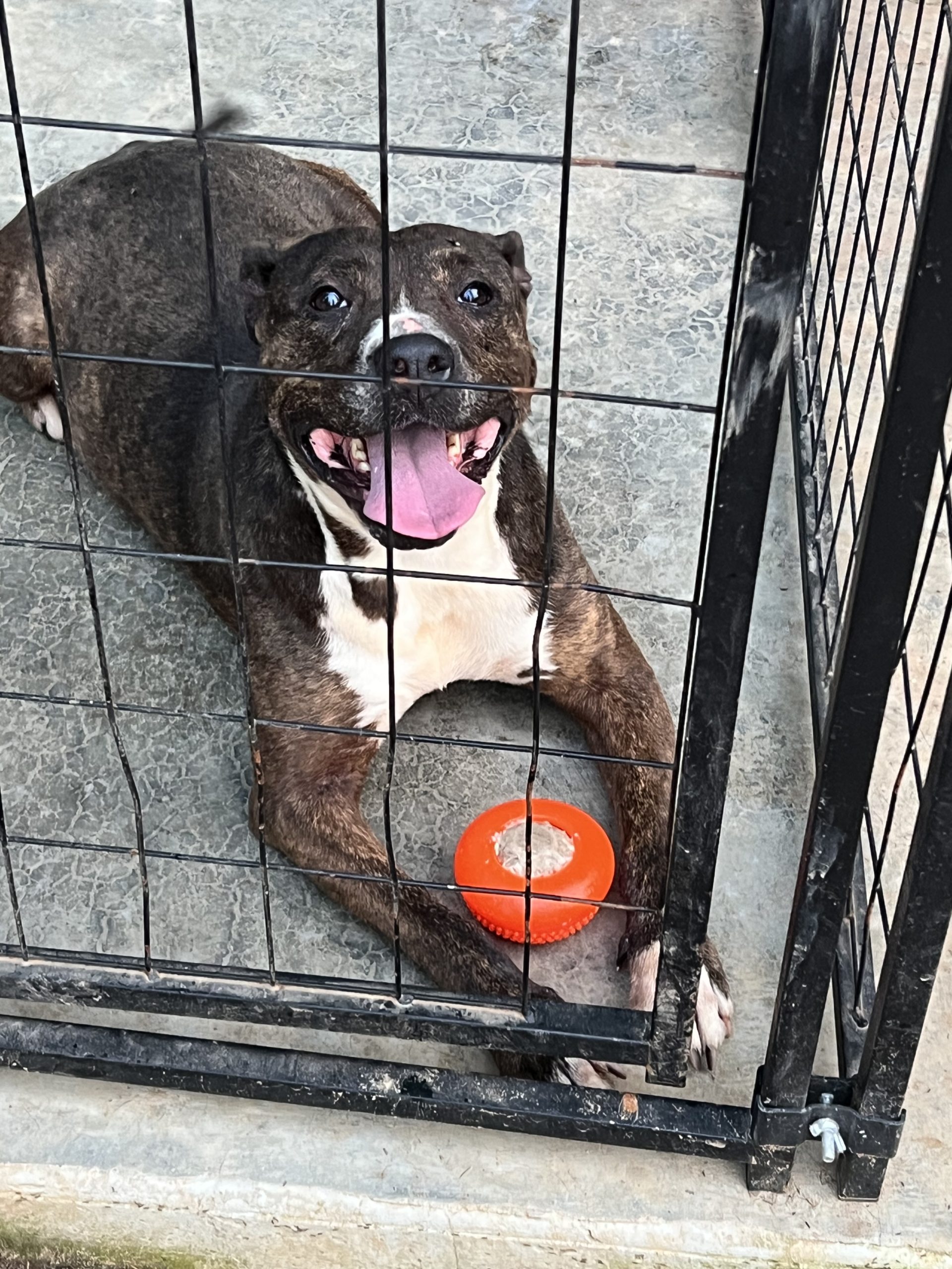 Hoof or Paw Dog Enrichment Grant Report Petfinder Foundation