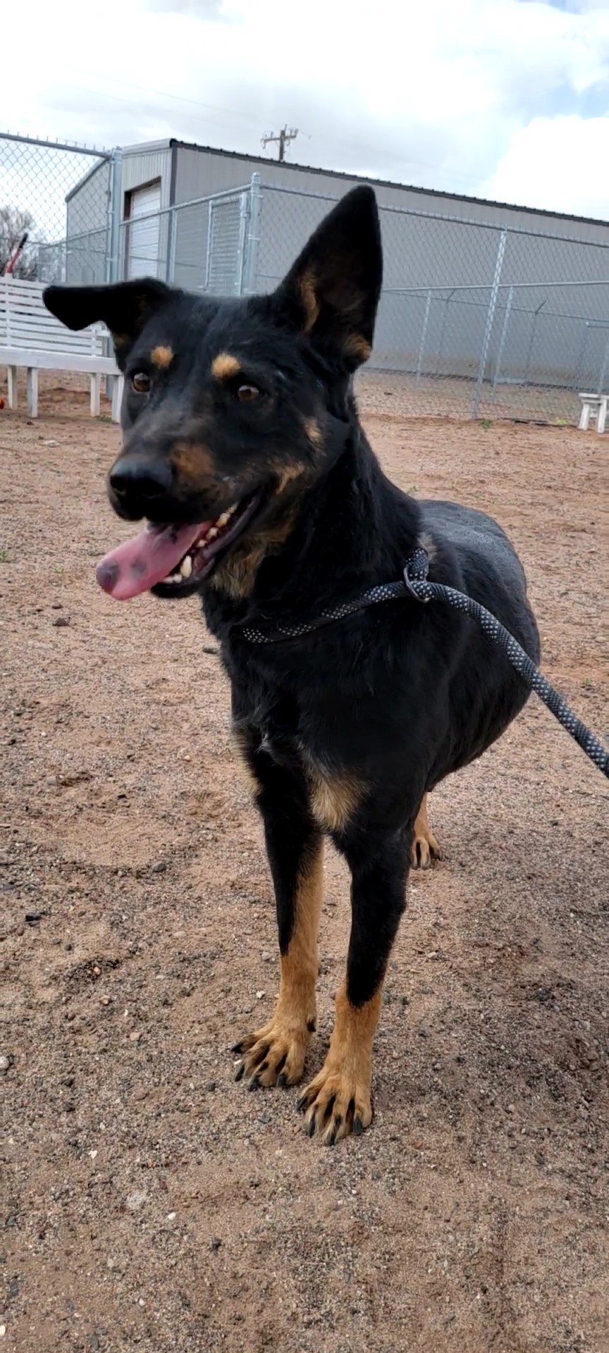 Holbrook Animal Care & Control Kia Pet Adoption Grant Report