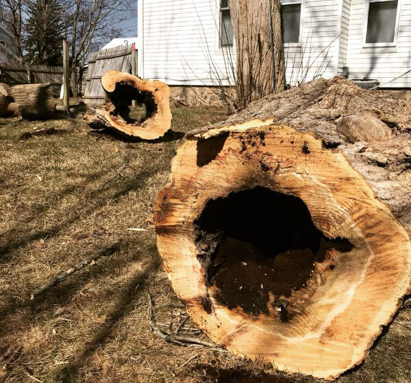 Tree Removal in Oakland County Timber Beast Tree Service Tree