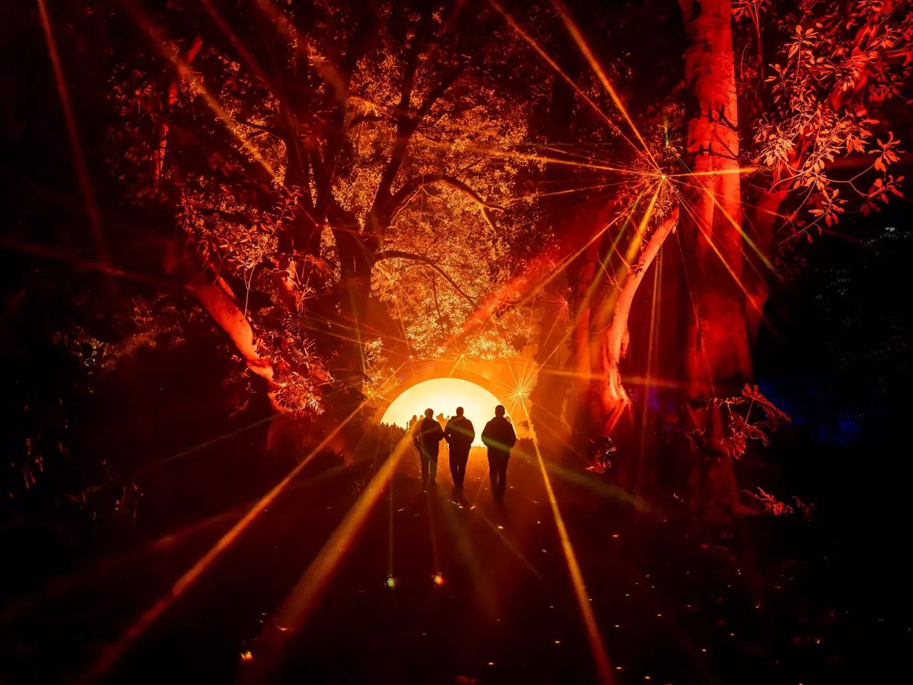 Wellington Botanic Garden to light up for festival Tourism Ticker