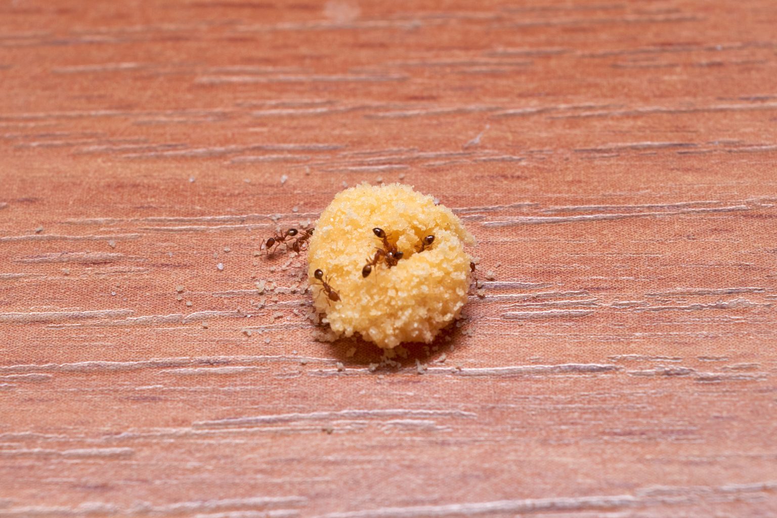 How do exterminators get rid of carpenter ants? Birch Fumigators