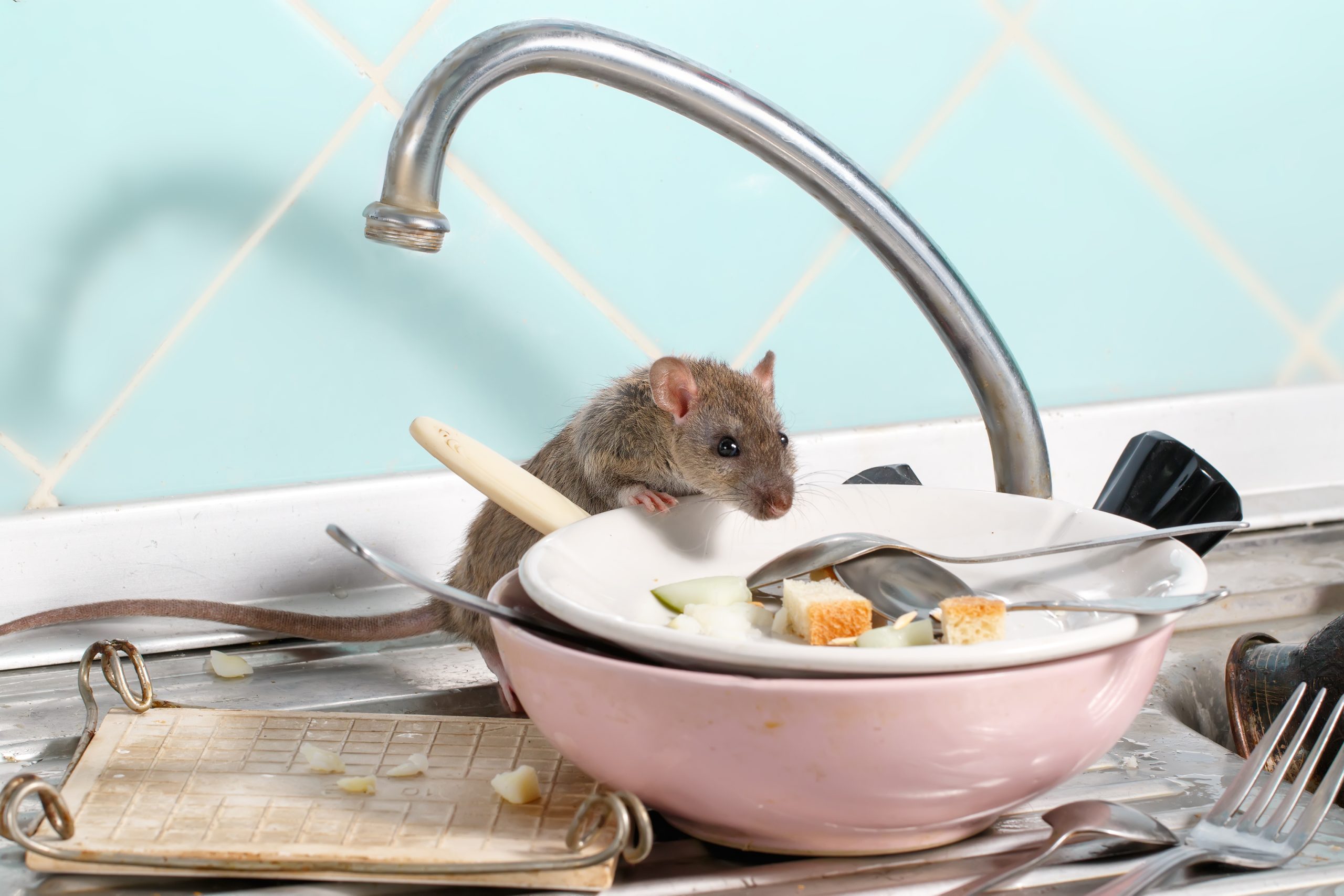 Can mice climb walls? Birch Fumigators