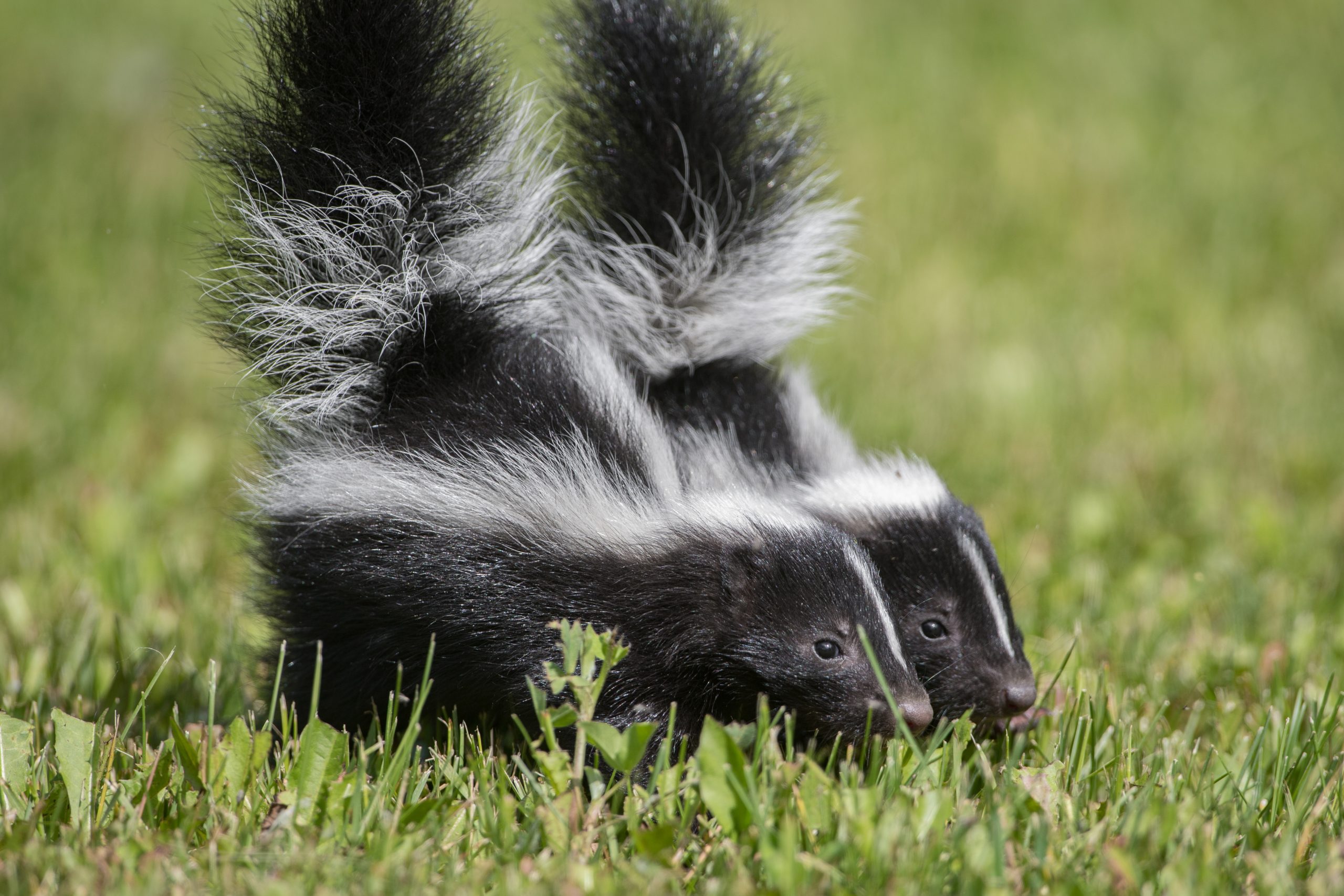 How do skunks spray? Birch Fumigators
