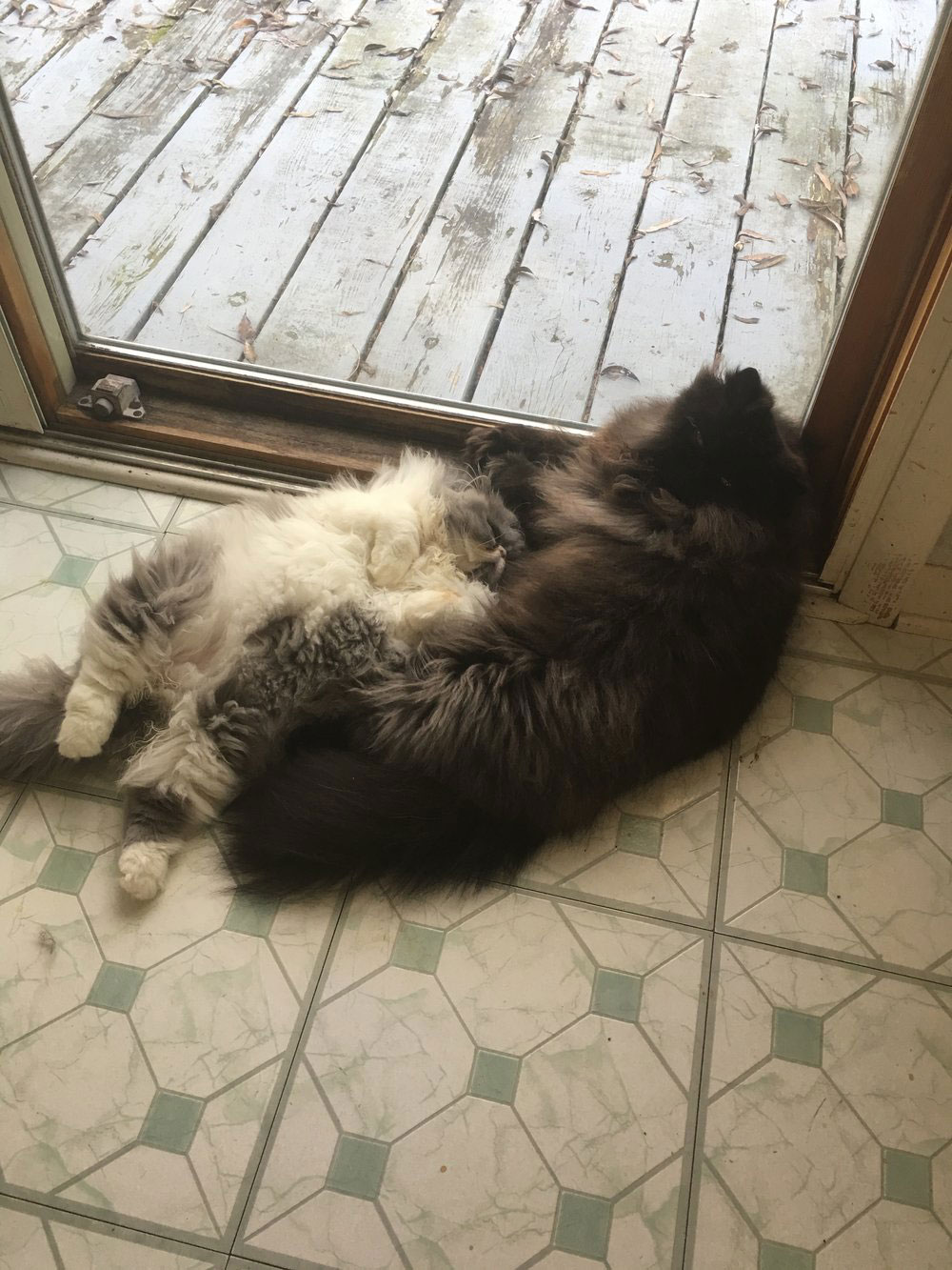 Introducing The New Kitten To Your Household United Spay Alliance