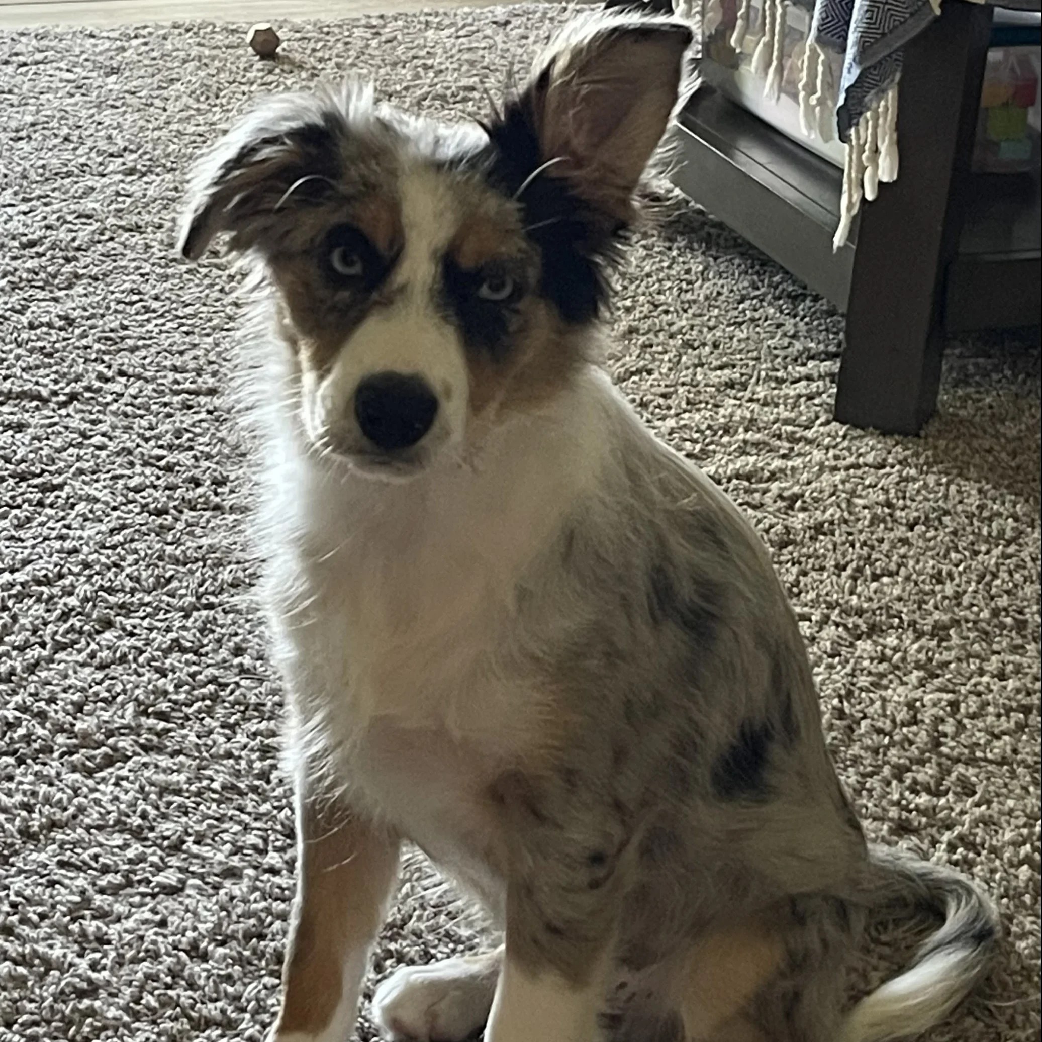 Meet The Staff Trinity Auto Haus