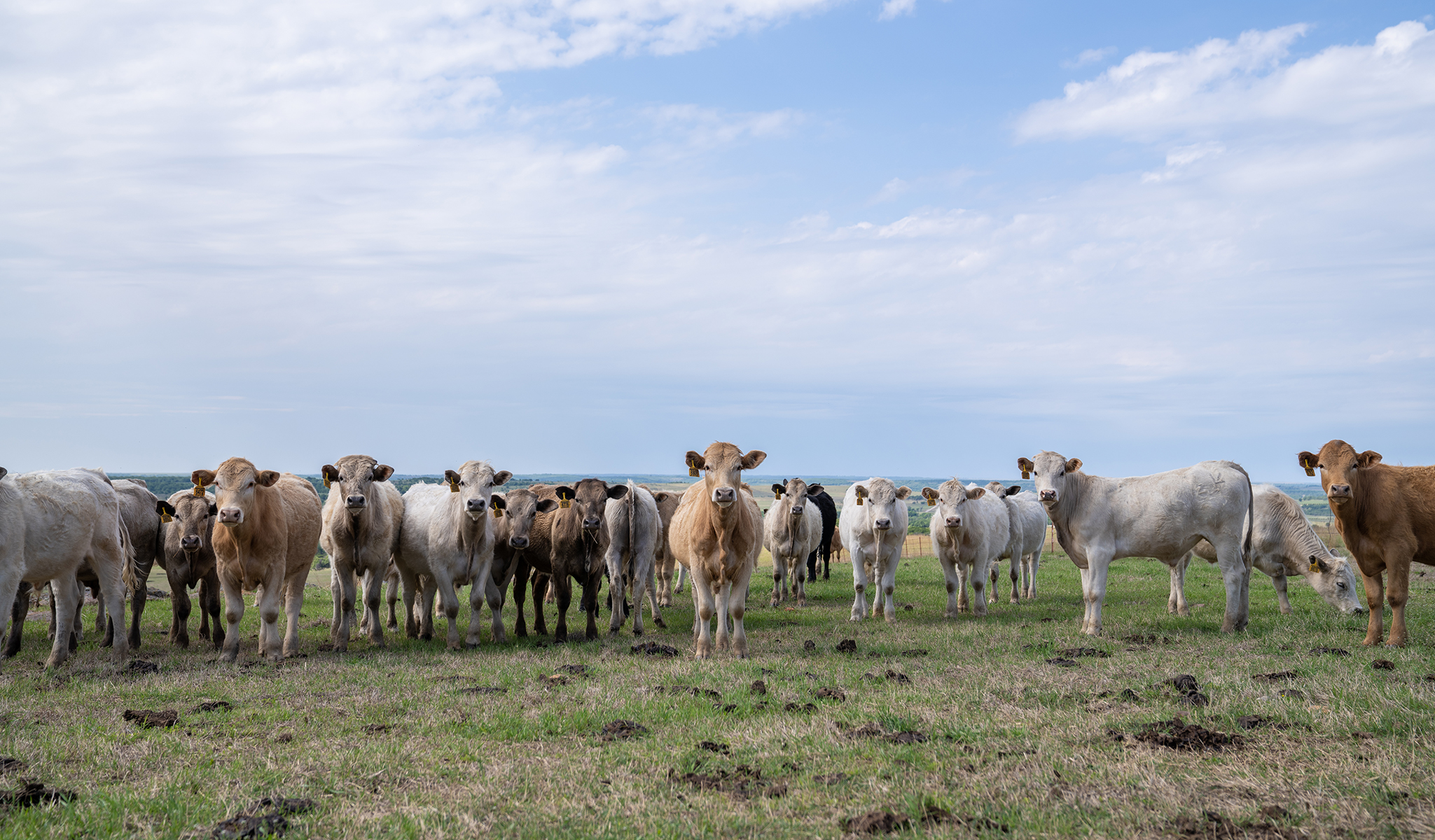 Endless Bluestem, Endless Trust OKC West Livestock Market