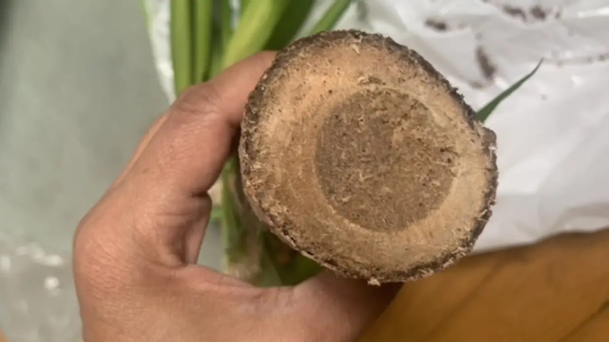 How To Tell If Yucca Is Bad? Cully's Kitchen