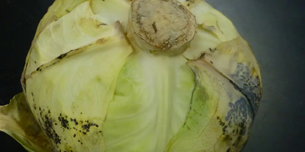 How To Tell If Cabbage Is Bad?