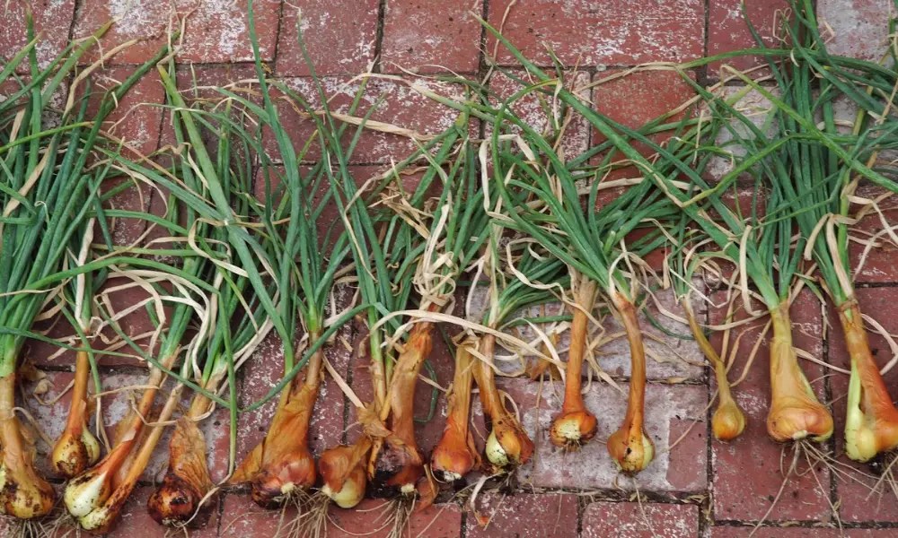 What are Shallots?