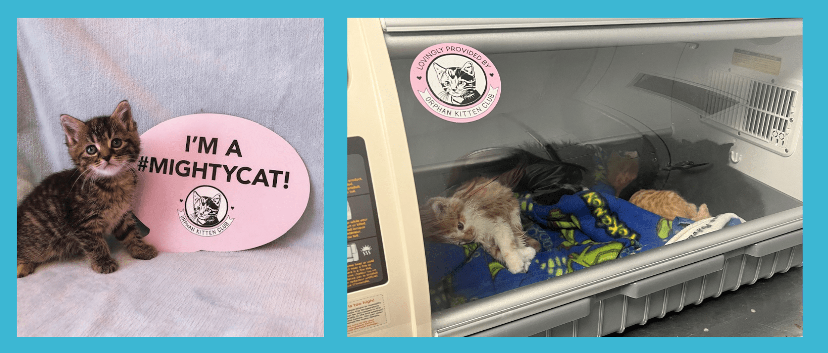 IndyHumane receives grant from Orphan Kitten Club to save orphan