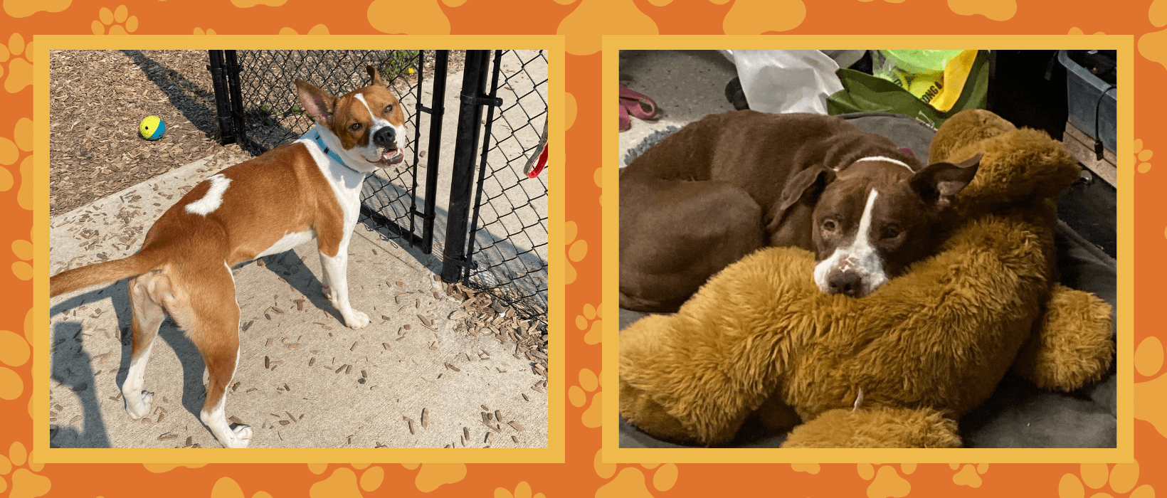 How does Fostering help Kennel Stress? IndyHumane