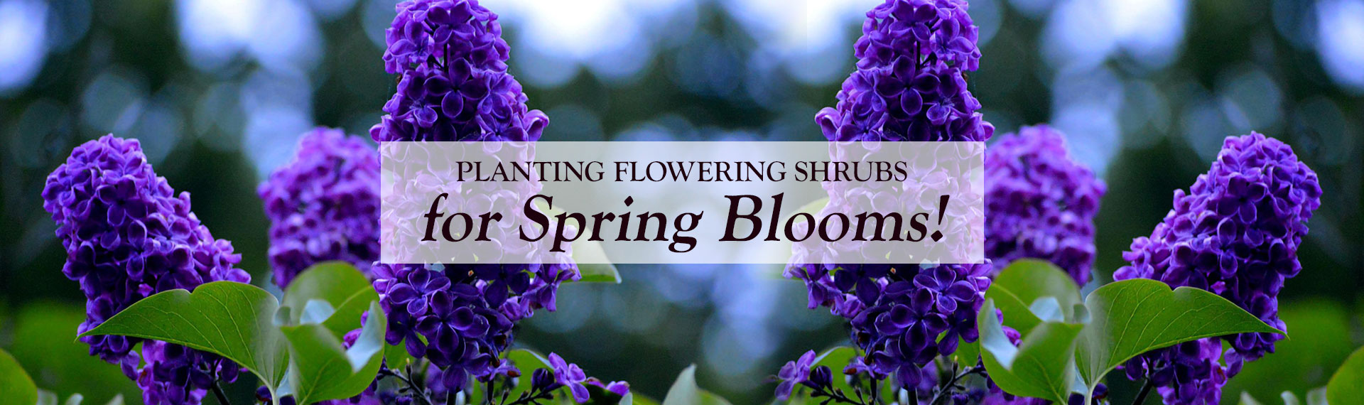 SpringBlooms Jensen's Flower and Garden