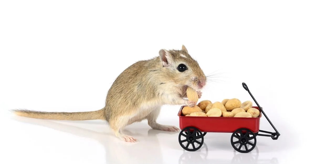 What Can Gerbils Eat as Treats? Healthy Treats for Gerbils LittleGrabbies