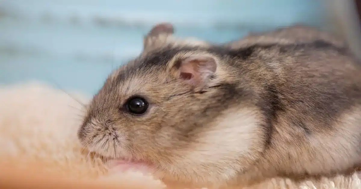 What Are Hybrid Dwarf Hamsters, and Should You Get One? LittleGrabbies