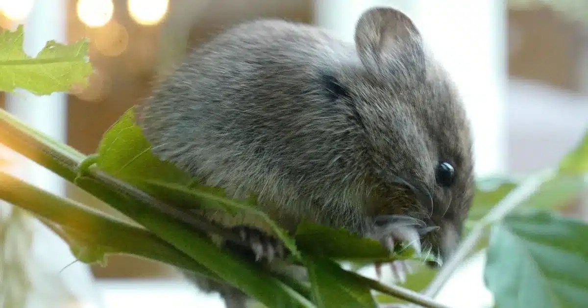 What's the Best Food For Pet Mice? Top Products and Tips LittleGrabbies