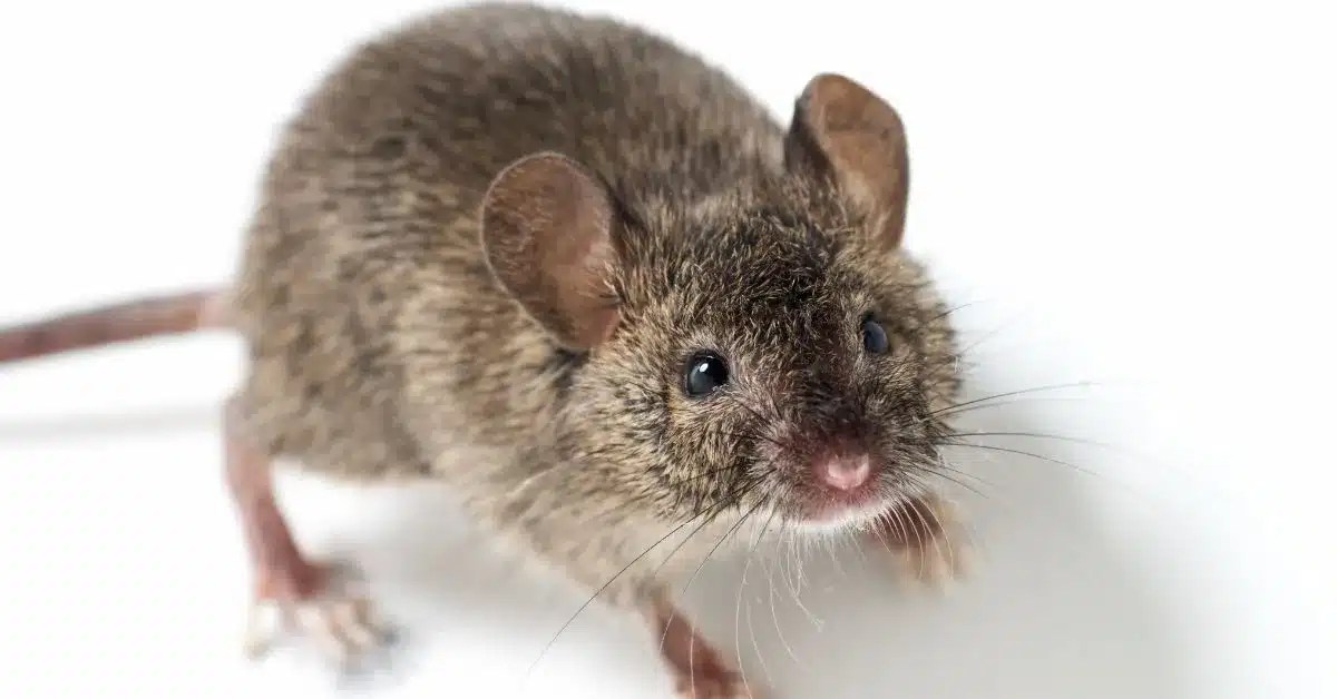 Pet Mice vs. Feeder Mice What's the Difference? LittleGrabbies