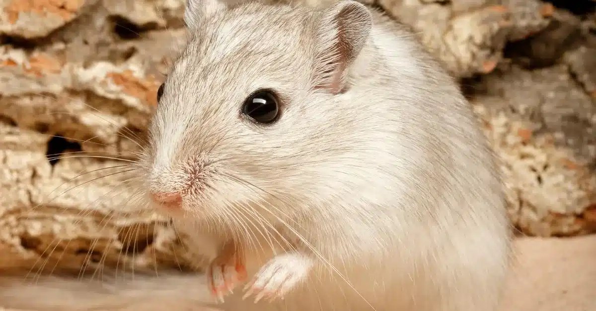 How Long Do Gerbils Live? Gerbil Lifespan as Pets and in the Wild