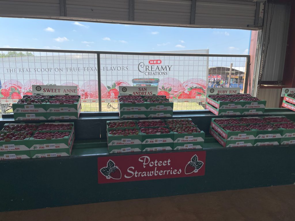Poteet Texas Strawberry Festival 2024 Asia Mareah