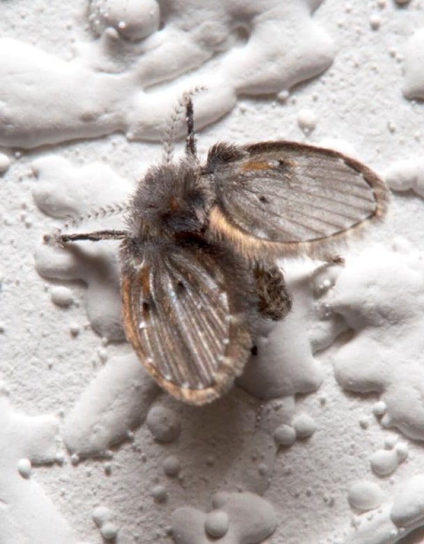 Fly Control in Upstate, NY BugU Pest Control