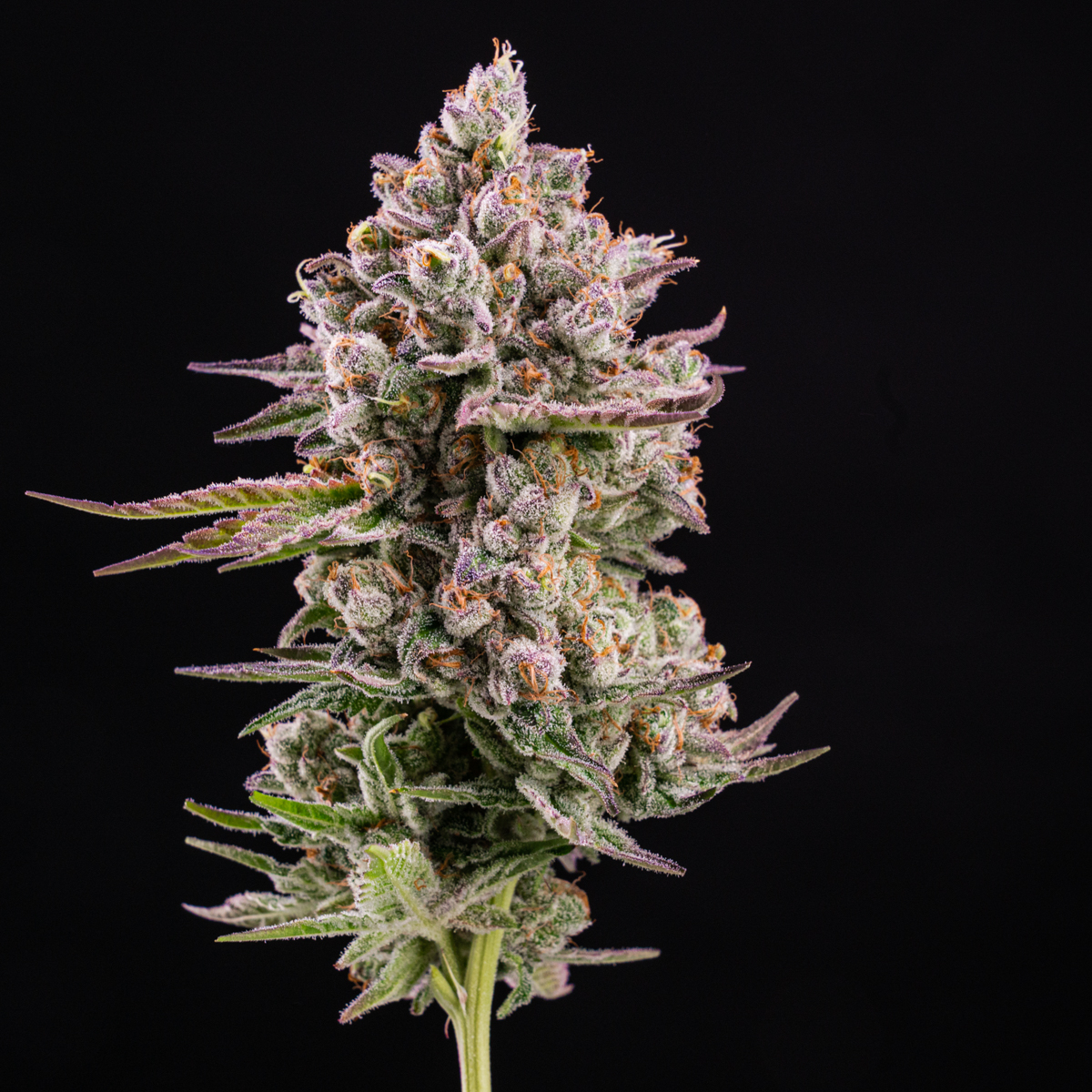 Papaya Cake Strain PreOrder Online 14er Boulder