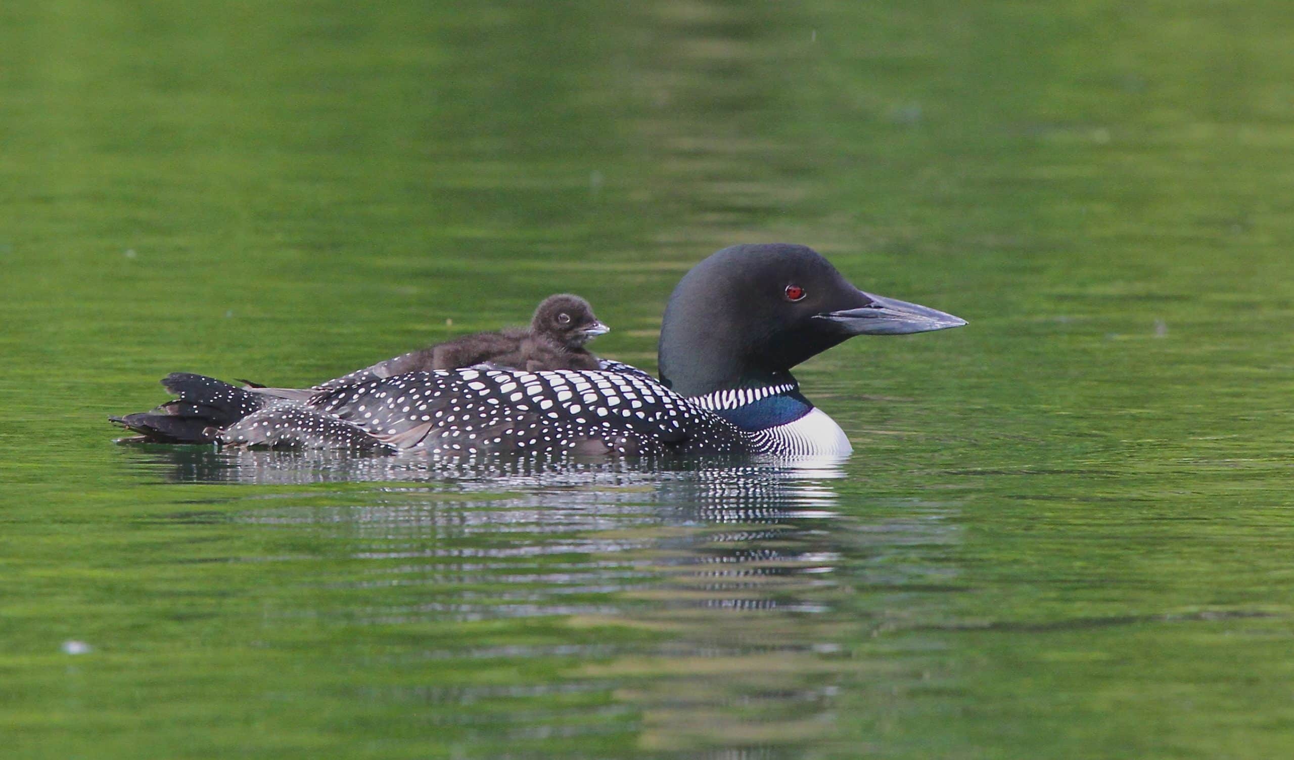 Heffley Lake loons are in danger, annual bird count finds