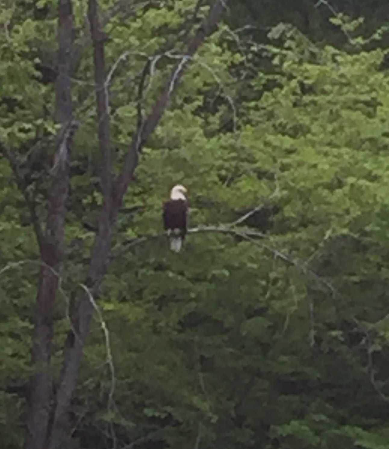 HuntingtonKarenRoweb Hilltown Directory