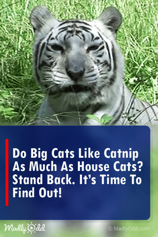 Do BIG Cats Like Lions And Tigers Like Catnip? You Might Be Surprised…