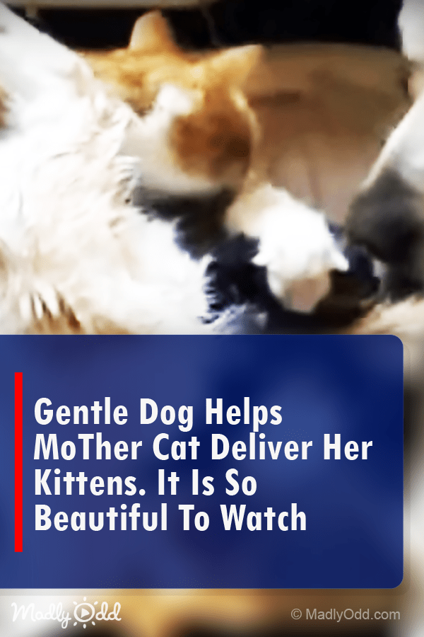 Gentle Dog Helps Mother Cat Deliver Her Kittens. It Is So Beautiful To