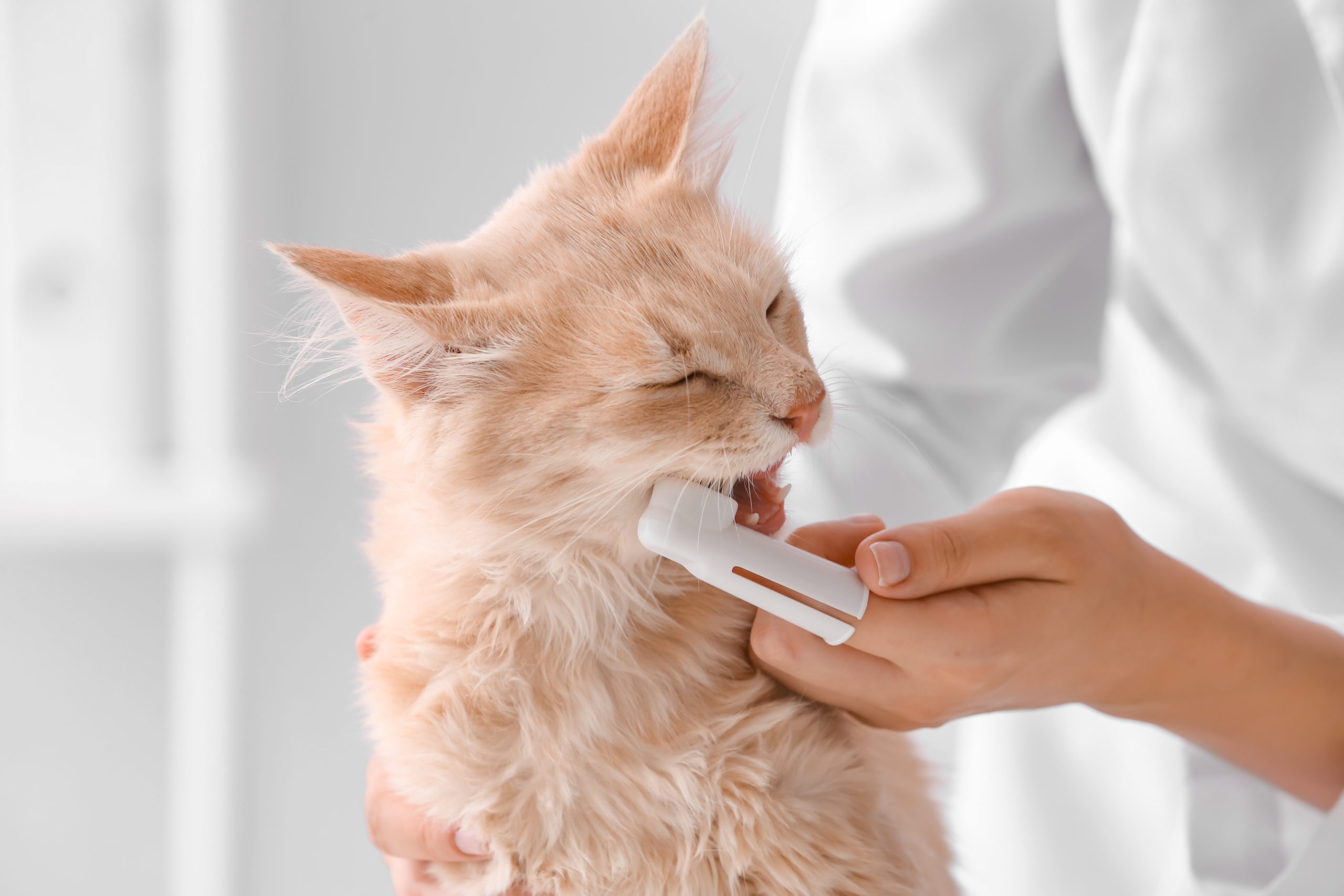 Staying Ahead of Dental Disease Community Cat Clinic