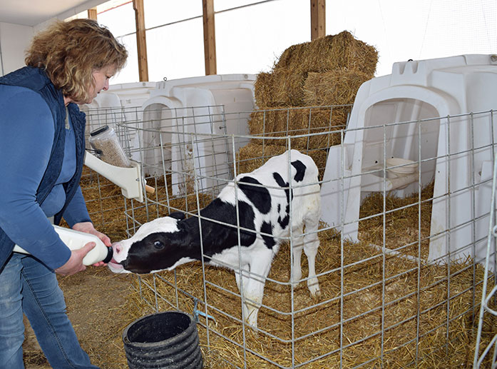 Why young calves get sick and what you can do to stop it CalfCare.ca