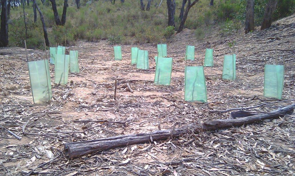 Axedale, Victoria. Fifteen Trees