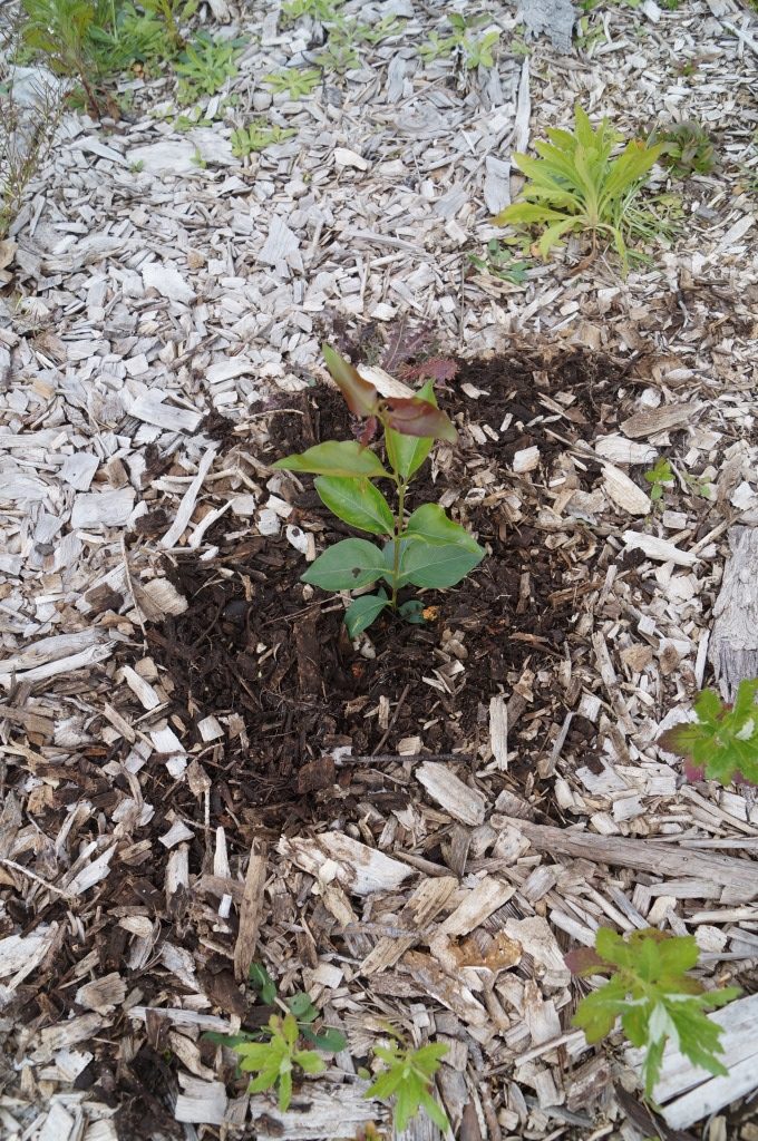 Trees as gifts. Fifteen Trees