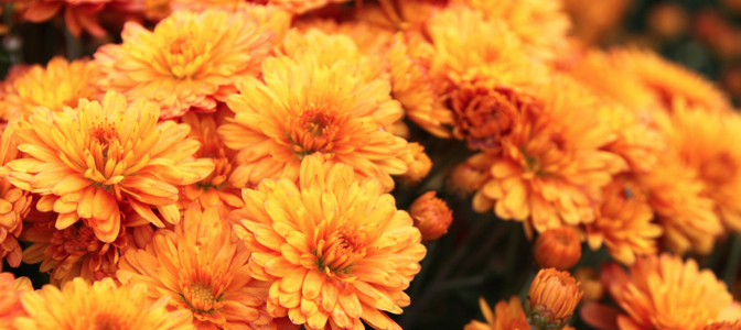 CARING FOR MUMS IN CONTAINERS 16 Acres Garden Center