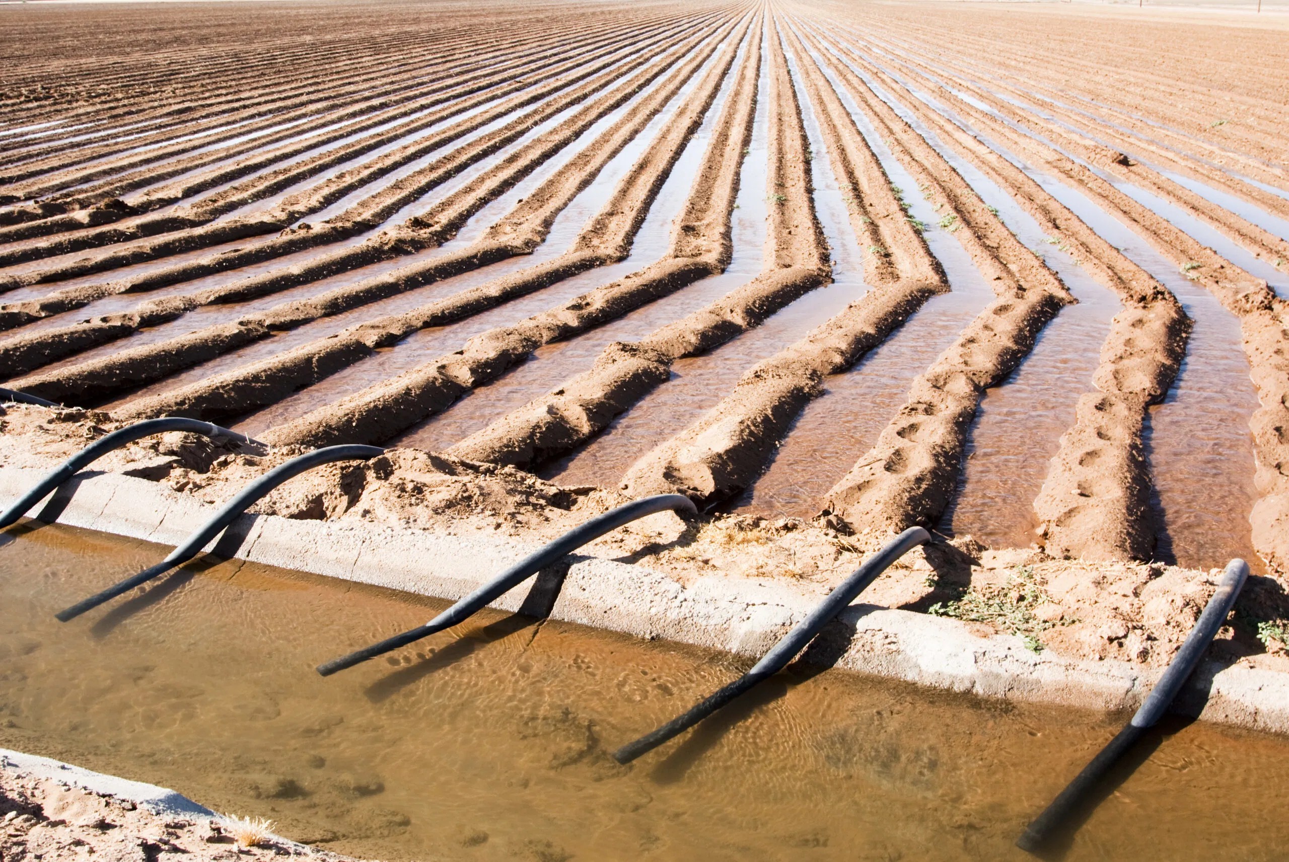 Furrow irrigation in potato cultivation Potatoworld