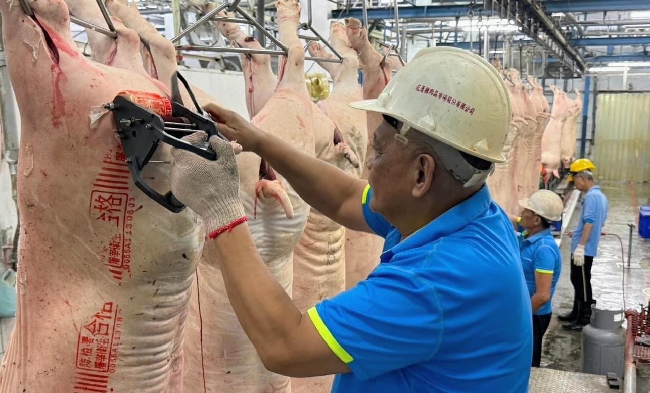 深化肉品拍賣交易與升級冷鏈系統 花蓮縣農產運銷股份有限公司努力提升豬肉品質