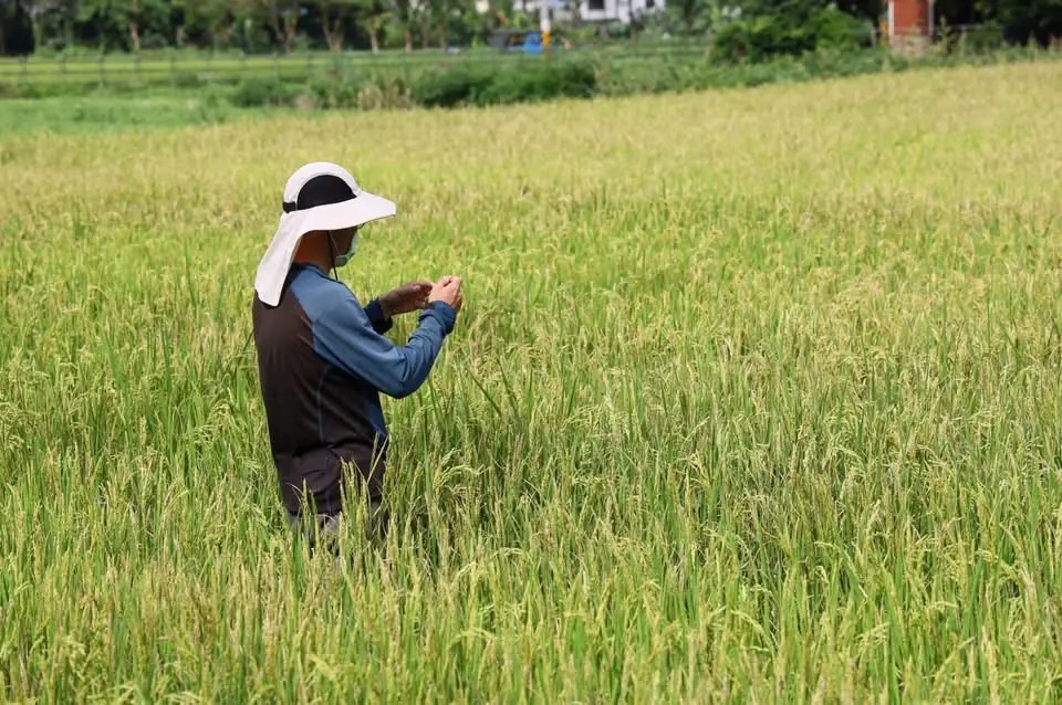 吉安鄉休耕轉作農民補助申請開跑 游淑貞籲7月31日前完成給付辦理