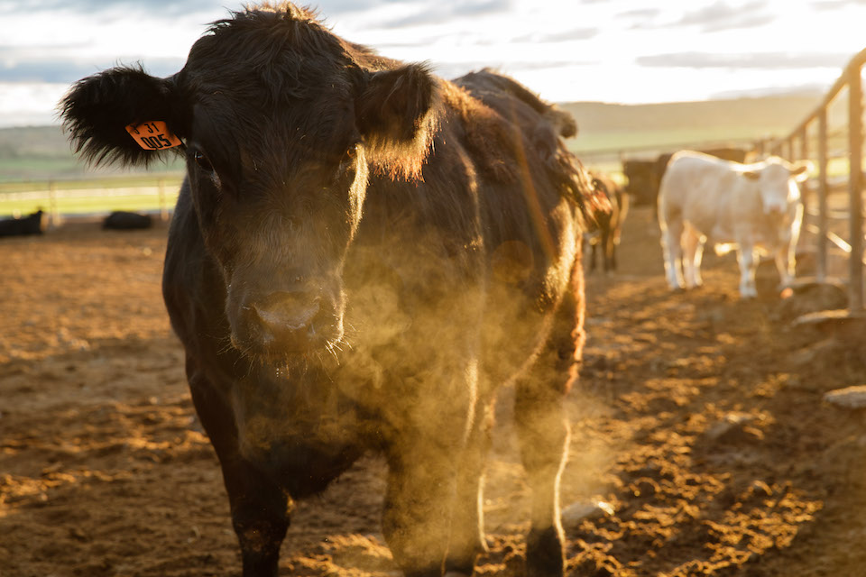 The Art of Beef 1859 Oregon's Magazine