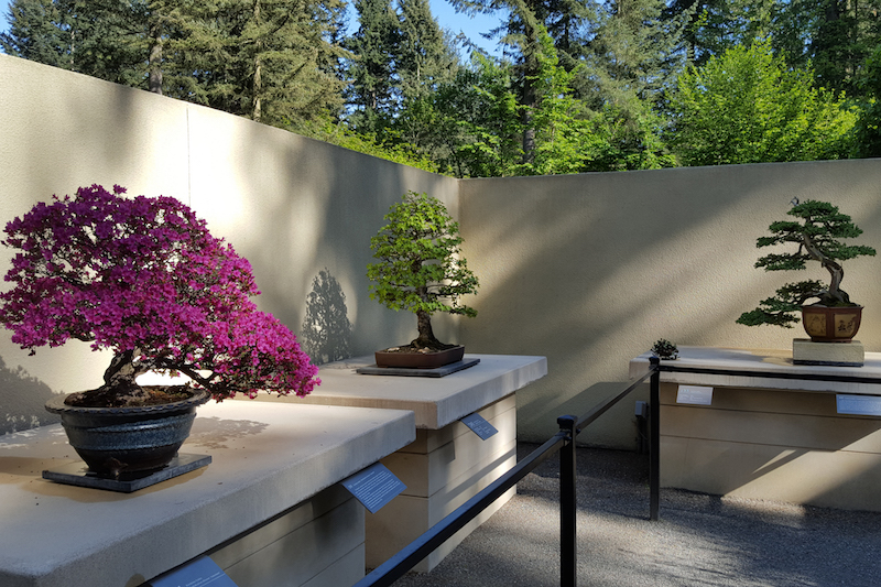 Pacific Bonsai Museum Is One Of Two In The United States 1889 Magazine