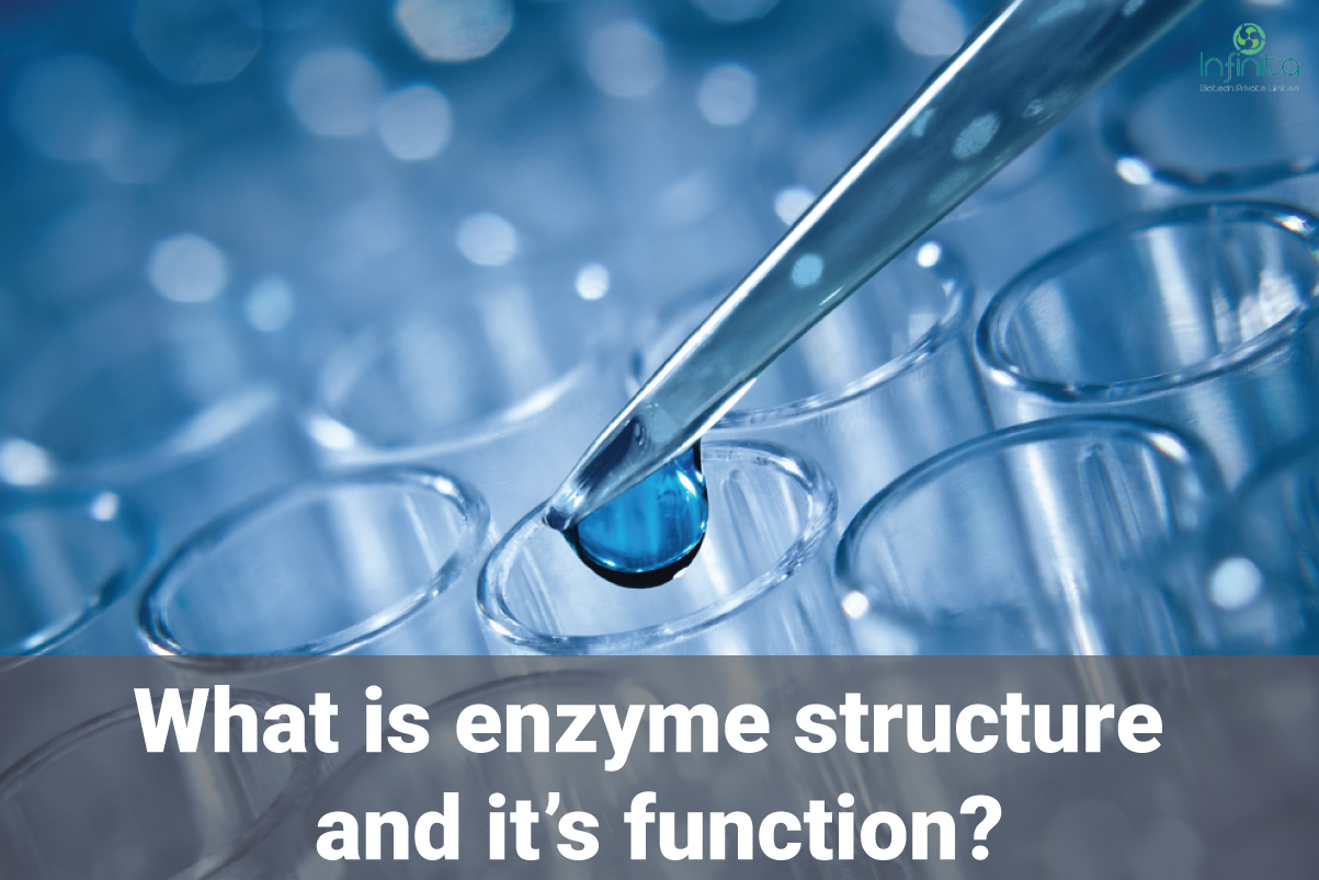 What Is Enzyme Structure And Functions? Infinita Biotech