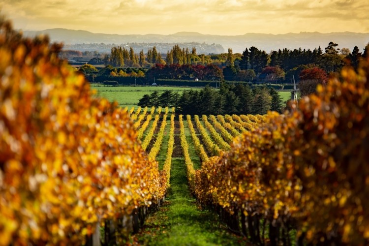 The Best New Zealand Wines, And Why They are New Zealand's Best.