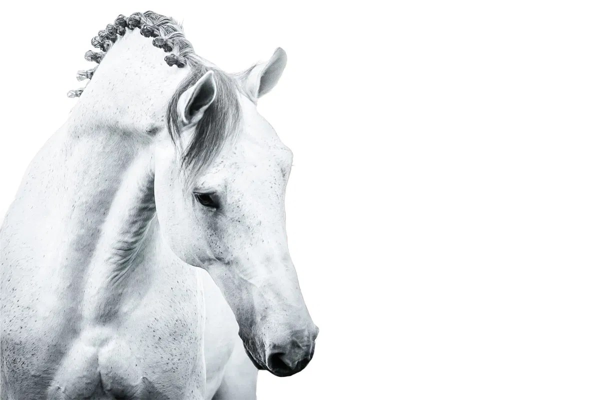 Whiter than white washing your grey horse Cavalor