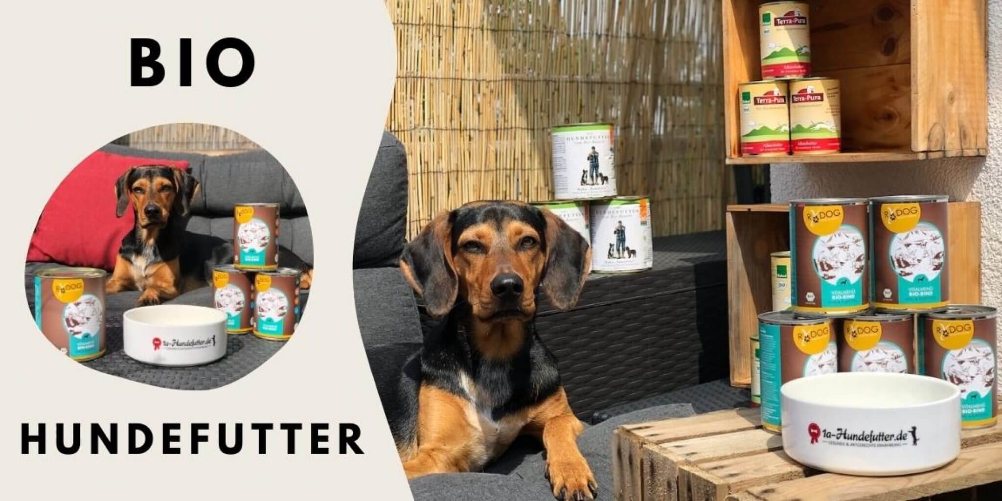 Bio Hundefutter Test 2024 Die Besten im Vergleich