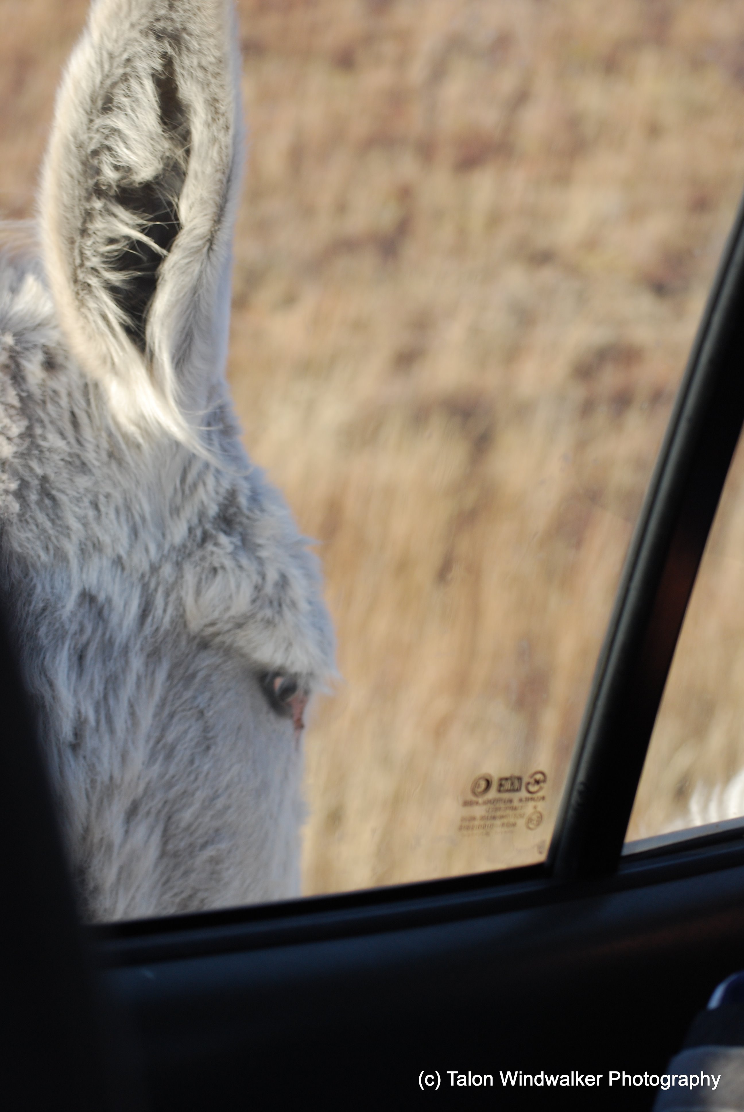Caverns, Custer, & Bears