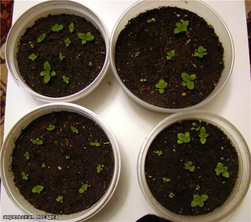 Кальцеолярия: посадка и уход, выращивание из семян в домашних условиях