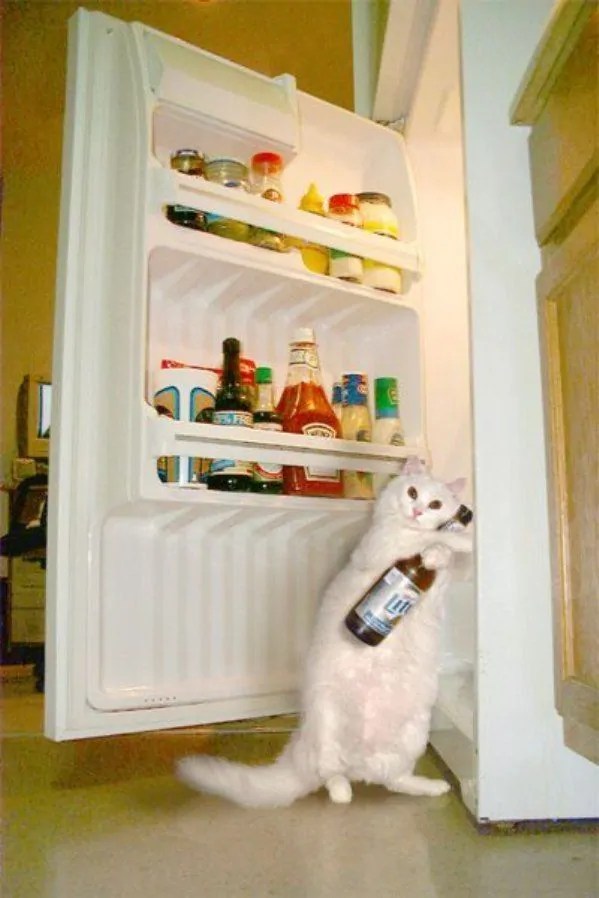 Feline Beer Thief