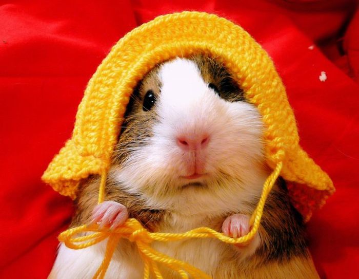 Cute Guinea Pig