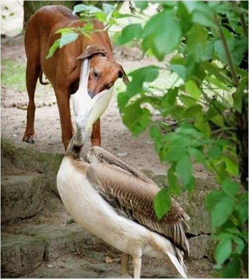 Bird Eats Dog