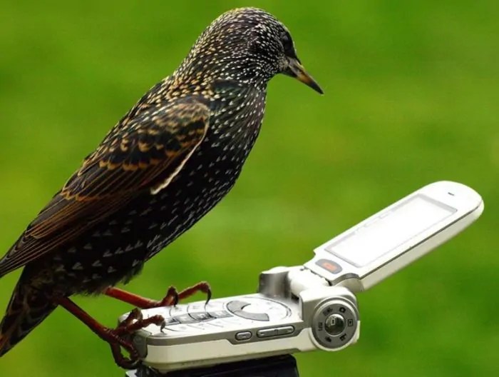 Bird Call