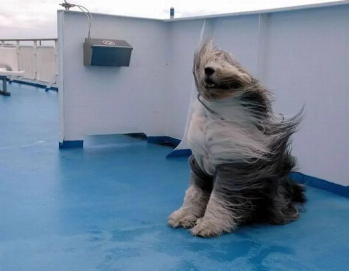 Windy Day Dog
