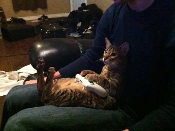 Gamer Cat